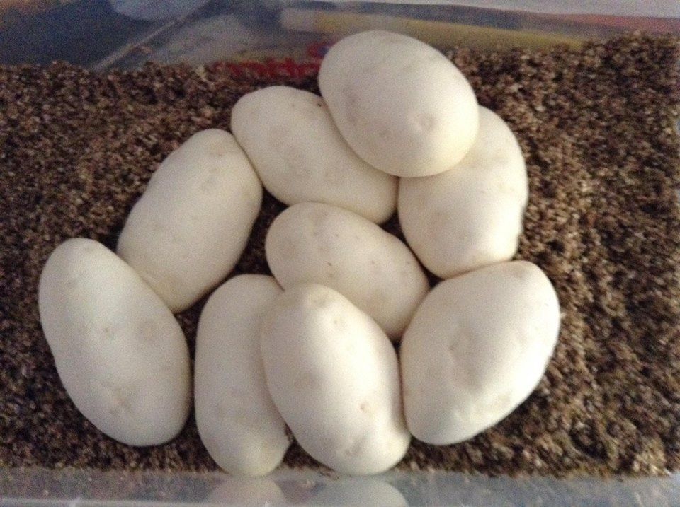 First clutch royal clutch 2013 Reptile Forums